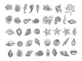 Muscheln, Krake, Fisch, Seestern, Seepferdchen, Ammonit Vektor Satz. Hand gezeichnet skizzieren Illustration. Sammlung von realistisch Skizzen von verschiedene Ozean Kreaturen isoliert auf Weiß Hintergrund.