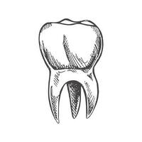 höchst detailliert Hand gezeichnet Mensch Zahn mit Wurzeln. Hand gezeichnet skizzieren. Molar Illustration isoliert auf Weiß Hintergrund. vektor