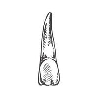 höchst detailliert Hand gezeichnet Mensch Zahn mit Wurzeln. Hand gezeichnet skizzieren. Illustration isoliert auf Weiß Hintergrund. vektor