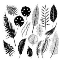 Illustration einstellen von tropisch Pflanzen und Blätter, Hand gezeichnet Stil, Gliederung skizzieren. vektor