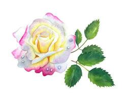 Hand gezeichnet Aquarell Weiß und Rosa Rose mit Grün Blätter. vektor