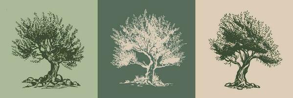 oliv träd hand dragen illustrationer, skiss. vektor. vektor