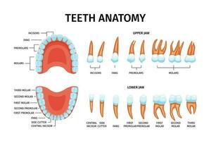 tänder anatomi Diagram uppsättning vektor