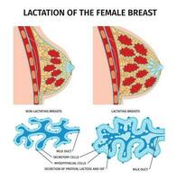 kvinna laktation anatomi sammansättning vektor