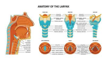 Anatomie von Larynx Komposition vektor