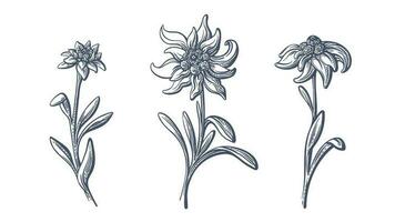Edelweiß Blumen. Vektor Hand gezeichnet Illustration