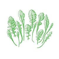 Rucola Grün Satz. Vektor Hand gezeichnet Illustration