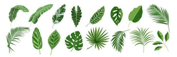 tropisch Blätter Vektor Satz. Palme Blatt, Banane Blätter, Kokosnuss Blatt, Monstera, Farn und Urwald Blätter