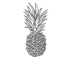 ananas skiss. sommar uppsättning. hand dragen illustration. vektor