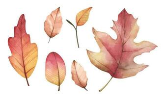 samling av flerfärgad fallen höst löv. vattenfärg illustration. vektor