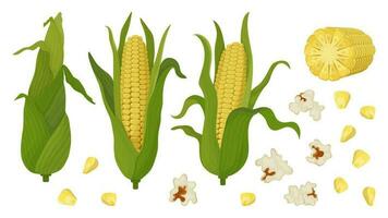 majs stor uppsättning av kolvar och korn. popcorn och grön majs på de majskolv. för produkt förpackning och reklam vektor