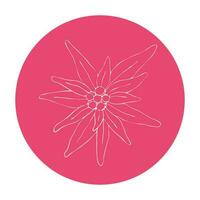 edelweiss blomma vit översikt på rosa bakgrund. en enkel ikon för en logotyp. leontopodium alpinum traditionell bavarian och alps och också berg alpinism symbol vektor