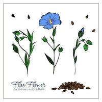 bunt Hand gezeichnet Flachs Blumen und Flachs Saat zum Design, Dekoration. Blau Wildblume. vektor