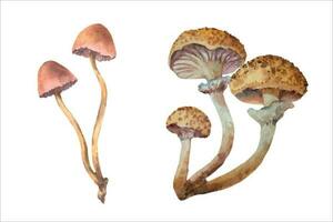 vattenfärg honung svamp svamp, armillaria mellea. hand dragen svamp, vektor illustration