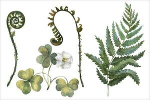Aquarell Vektor Illustration von Wald Pflanzen, einstellen Farn Geäst und Oxalis