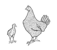 Henne und Küken handgefertigt. Geflügel, Broiler, Bauernhof Tiere. Jahrgang skizze.vektor Illustration. vektor