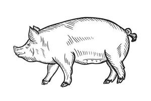 Schwein Vektor Illustration im Grafik, Hand gezeichnet Illustration. Landwirtschaft, Viehzucht