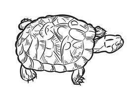 sköldpadda översikt på en vit bakgrund. reptil. djur. sköldpadda logotyp eller ikon. vektor illustration.