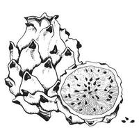 vektor drake frukt skiss illustration för färg bok. Pitaya svart och vit teckning hela, skiva och frön. pitahaya linje ClipArt för sommar tropisk mönster