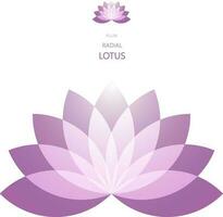 radial Lotus Blume vektor