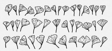 Gingko biloba Sammlung. Hand gezeichnet Illustration von Mädchenhaar Baum. vektor