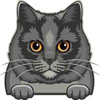 britisch kurzes Haar Katze Farbe - - spähen Katze, Katze Digital, Katze züchten, Haustier Vektor, Katze Kopf, Gesicht Katze vektor
