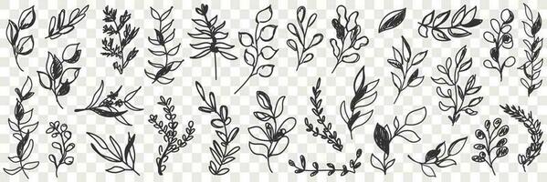 löv naturlig mönster klotter uppsättning. samling av hand dragen olika grenar med löv av naturlig mönster på transparent vektor