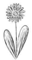 Ringelblume Blume im skizzieren Stil vektor