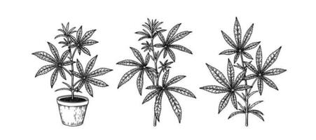 uppsättning av cannabis grenar och inlagd hampa växt. hand dragen marijuana design element. vektor illustration i skiss stil