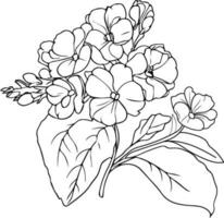jordviva blommor illustration färg sida, enkelhet, utsmyckning, svartvit vektor konst, översikt skriva ut med blomma jordviva, jordviva bukett löv, och knoppar, primula denticulata blomma tatuering