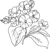 Primel Blumen Illustration Färbung Buchseite, Einfachheit, Verschönerung, einfarbig Vektor Kunst, Gliederung drucken mit blühen Primel, Primel Strauß Blätter, und Knospen, Primel denticulata Blume tätowieren