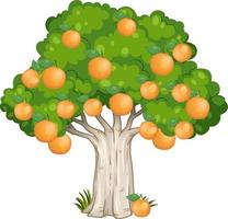 apelsinträd isolerad på vit bakgrund vektor