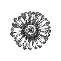 Frühling Gänseblümchen Blume skizzieren Hand gezeichnet Vektor