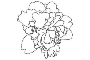 chrysantheme in schwarz auf weißem hintergrund gezeichnet, kann für karten, 8. märz, valentinstag, tätowierung, kleidungsdruck, färbung verwendet werden vektor