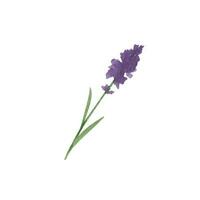 Provence Lavendel Blume und Blätter. Hand gezeichnet Sommer- Kraut Aquarell Clip Art vektor