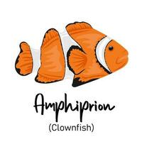 Clownfisch. Amphiprion. Marine Bewohner mit bunt Körper und Flossen zum Schwimmen vektor