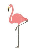 ein Flamingo Stehen im Schneidersitz. realistisch Hand gezeichnet Stil Illustration. vektor