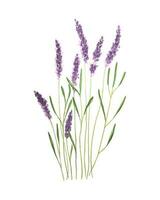 lavendel- bukett blommor ritad för hand i vattenfärg, lavendel- kvistar, isolerat, vit bakgrund. vektor