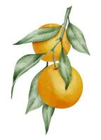 orange frukt gren. hand dragen vattenfärg illustration av gul tropisk citrus- mat på vit isolerat bakgrund. teckning av mandarin träd med grön löv. skiss av saftig mandarin för meny vektor