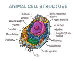vektor skiss illustrationer. schematisk struktur av djurceller.