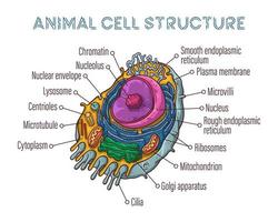 Vektorgrafiken zum Skizzieren. Schematischer Aufbau einer Tierzelle. vektor