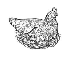 Broiler Henne Hähnchen im das Nest Verlegung Eier skizze.vektor Illustration. vektor