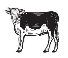 jung Kalb Stier Hand gezeichnet skizzieren. Vieh Landwirtschaft.Vektor Illustration. vektor