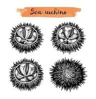 hav urchins. bläck skiss av skaldjur. hand dragen vektor illustration isolerat på vit bakgrund. retro stil.