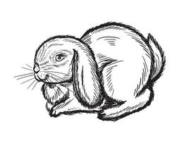 söt kanin kanin hand dragen sketch.ink sittande hare.vector illustration. vektor