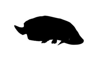 Silhouette von das Fisch Arapaima, oder Pirarucu, oder paiche, zum Symbol, Symbol, Piktogramm, Kunst Illustration, Logo Typ, Webseite oder Grafik Design Element. Vektor Illustration