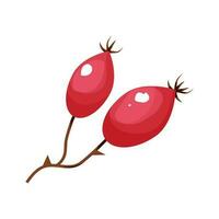 Rose Hüfte Beeren auf Ast rot und roh im Karikatur Stil Herbst Dekoration isoliert auf Weiß Hintergrund. fallen gemütlich Element. Vektor Illustration