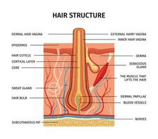 Haar Struktur Beschreibung Komposition vektor