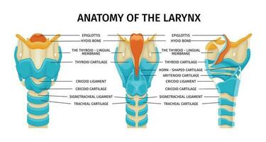 Larynx Knorpel Anatomie Komposition vektor