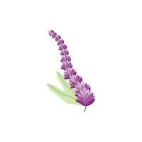 Lavendel Logo, lila Pflanze Vektor, Garten Design, Illustration Symbol Vorlage vektor